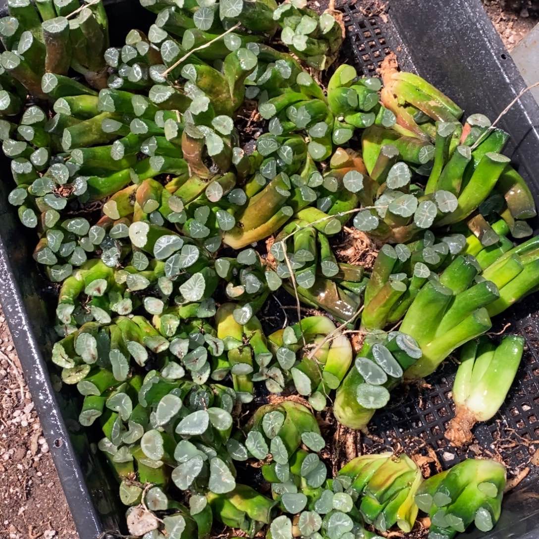 1129 十二卷一颗实生万象 双12整点福利