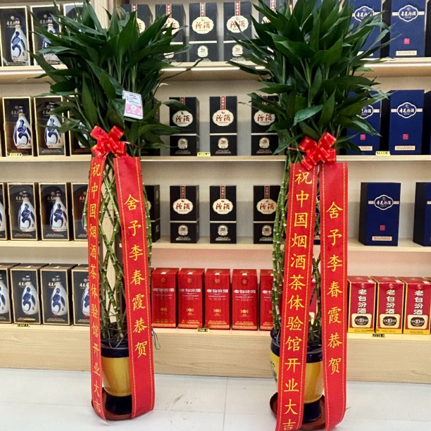 富贵竹笼1盆