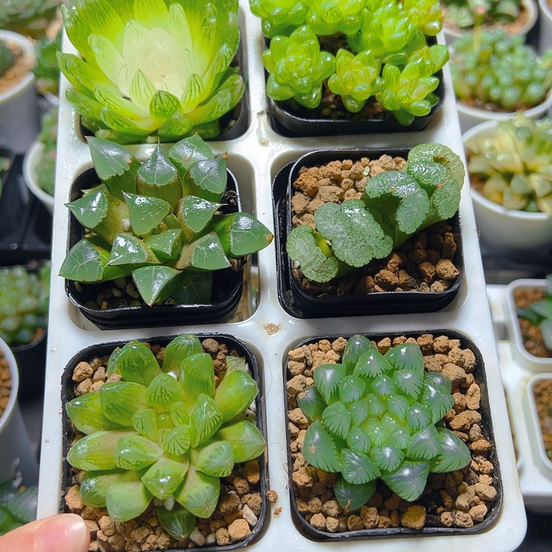 套餐玉露多肉多肉6颗