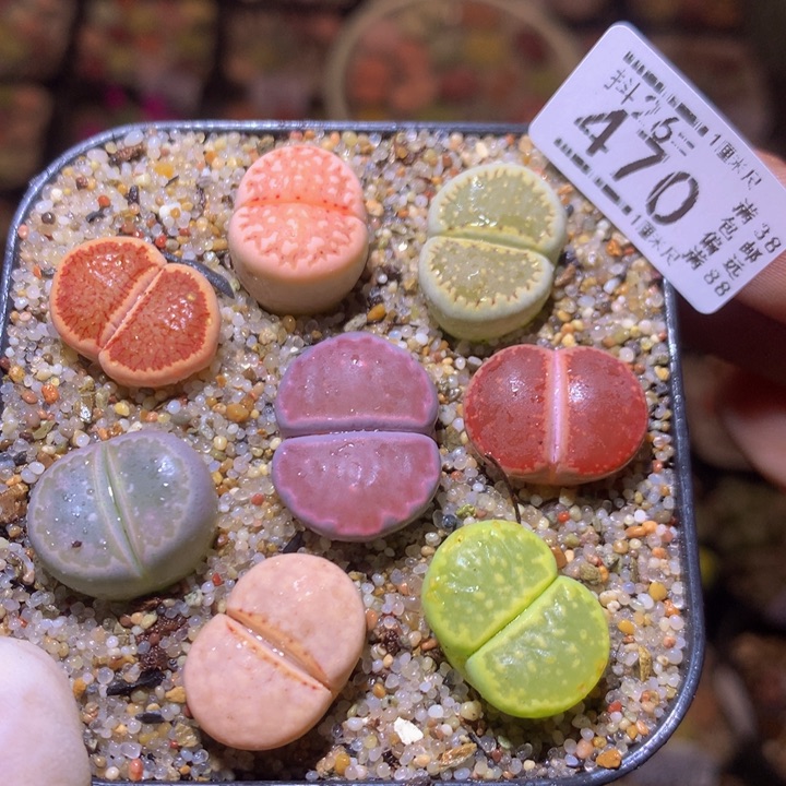 精品生石花26.470