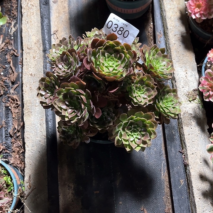 0380赤炎链多肉植物