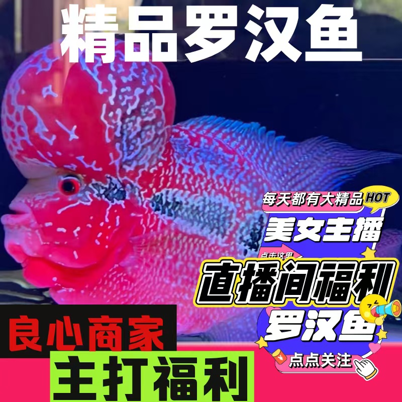 罗汉鱼火凤鸿运满银金花热带观赏鱼爆头起头率高好养活