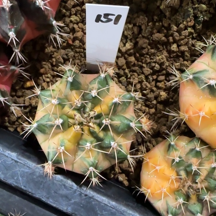 151-0108opal泰国发货多肉