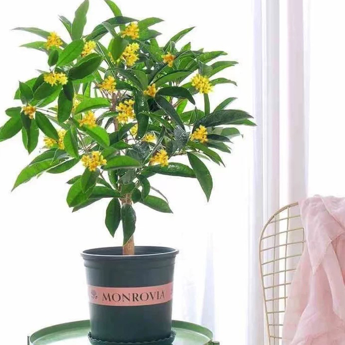 桂花树苗金桂丹桂血桂八月桂四季桂盆栽花卉庭院绿植桂花苗