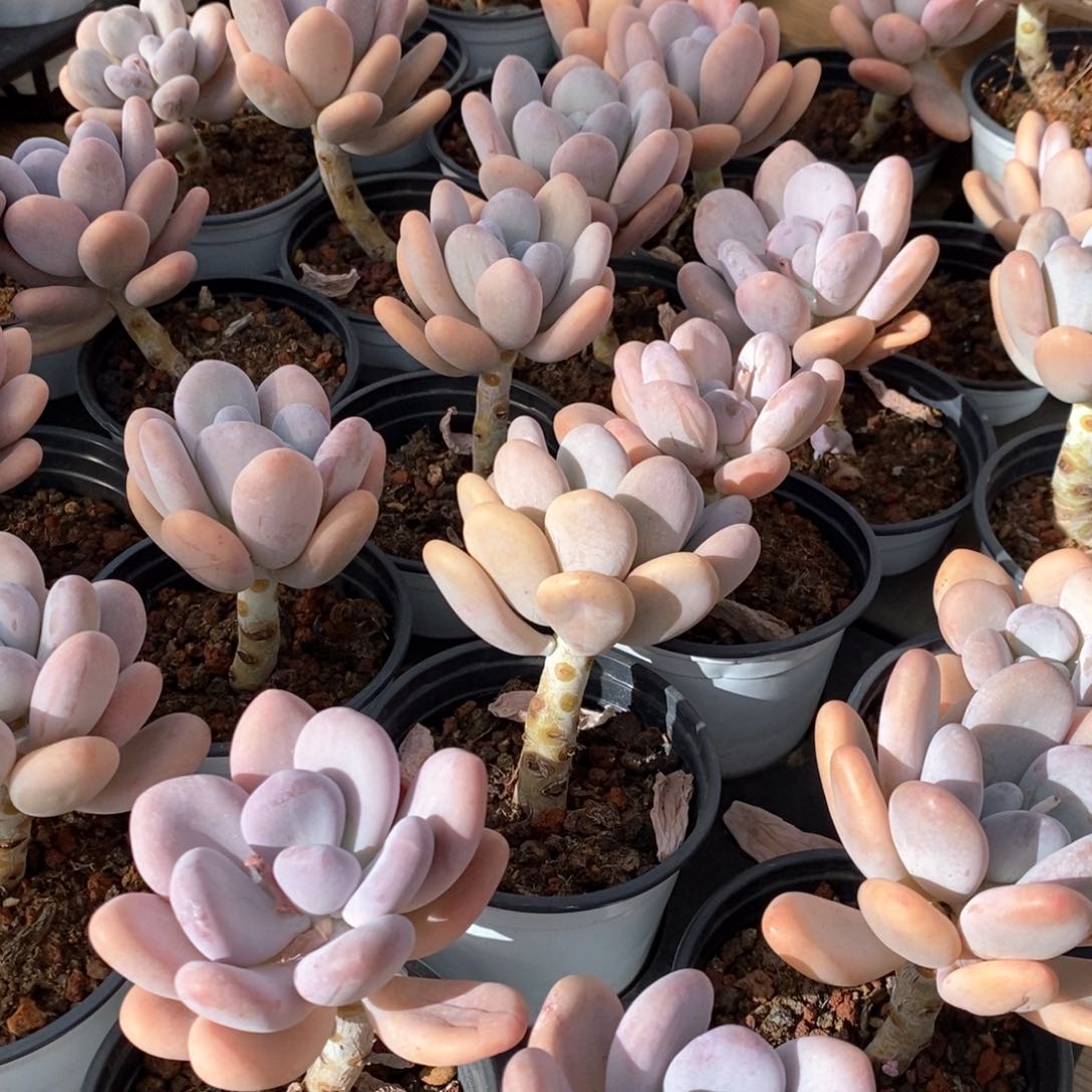 29桃美人单头 福利多多