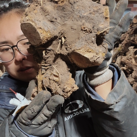 香榧木老*爷火琉璃的毛料材料