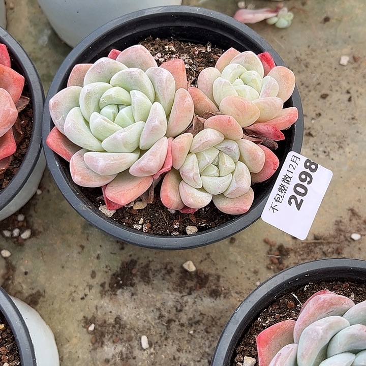 阿雅园艺。       2098冰玉