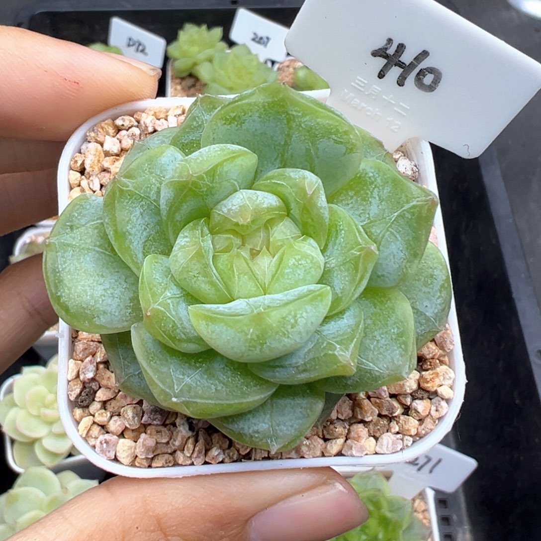 410号青鸾不周正 晗雨多肉