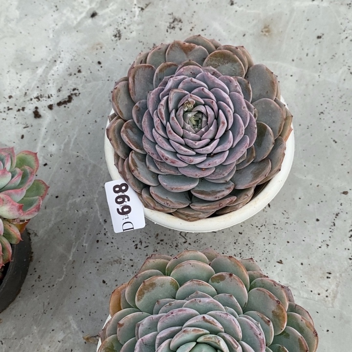 一***鱼698恩宠多肉植物多肉