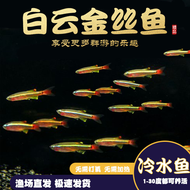 观赏鱼新手好养热带鱼淡水鱼鱼缸观赏小鱼 