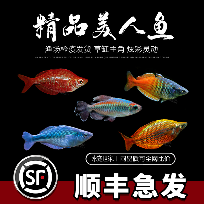 石美人鱼苹果美人鸽子美人蓝美人活体鱼热带观赏鱼刚果电光美人