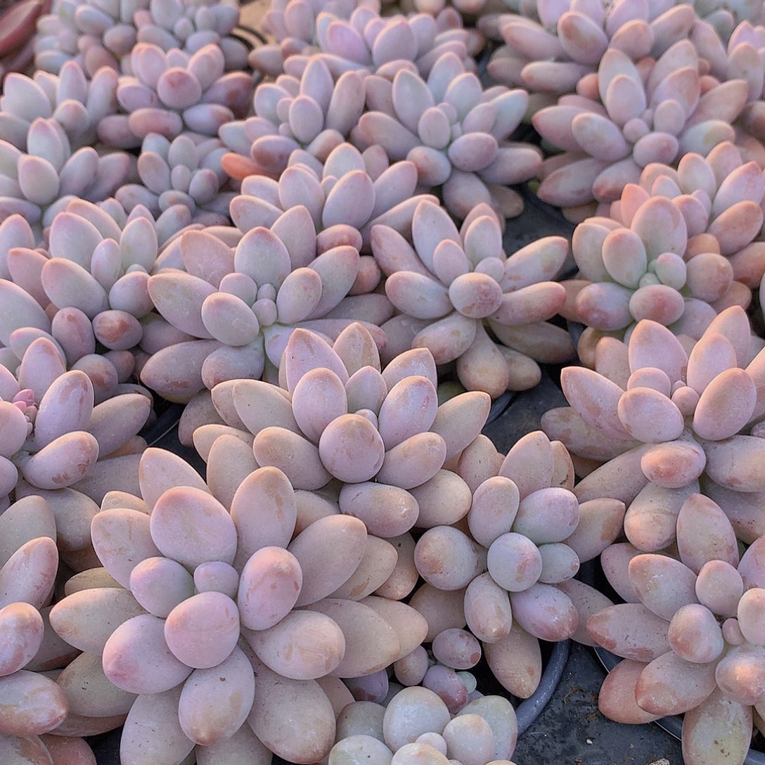 汤圆34567889990000