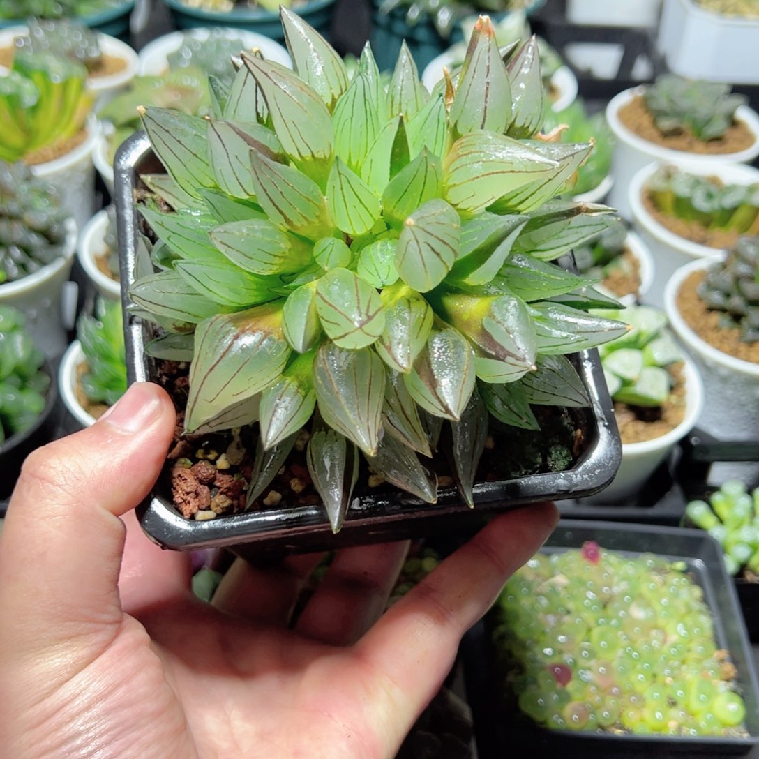 2401西瓜多肉植物一颗玉露多肉