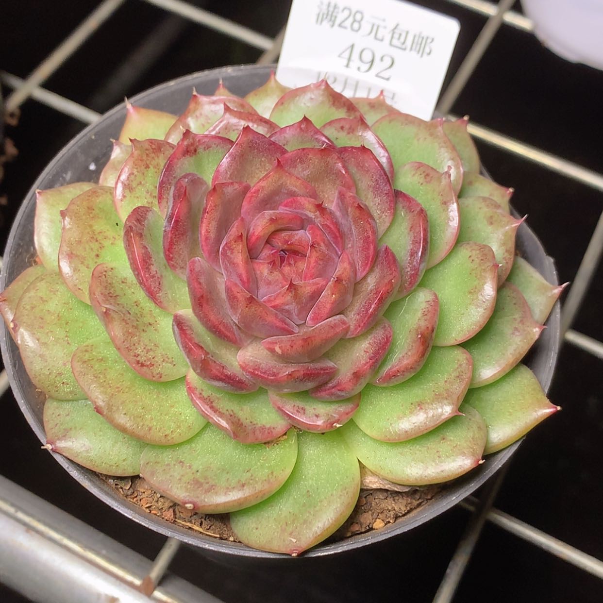 【闪购商品】云492号