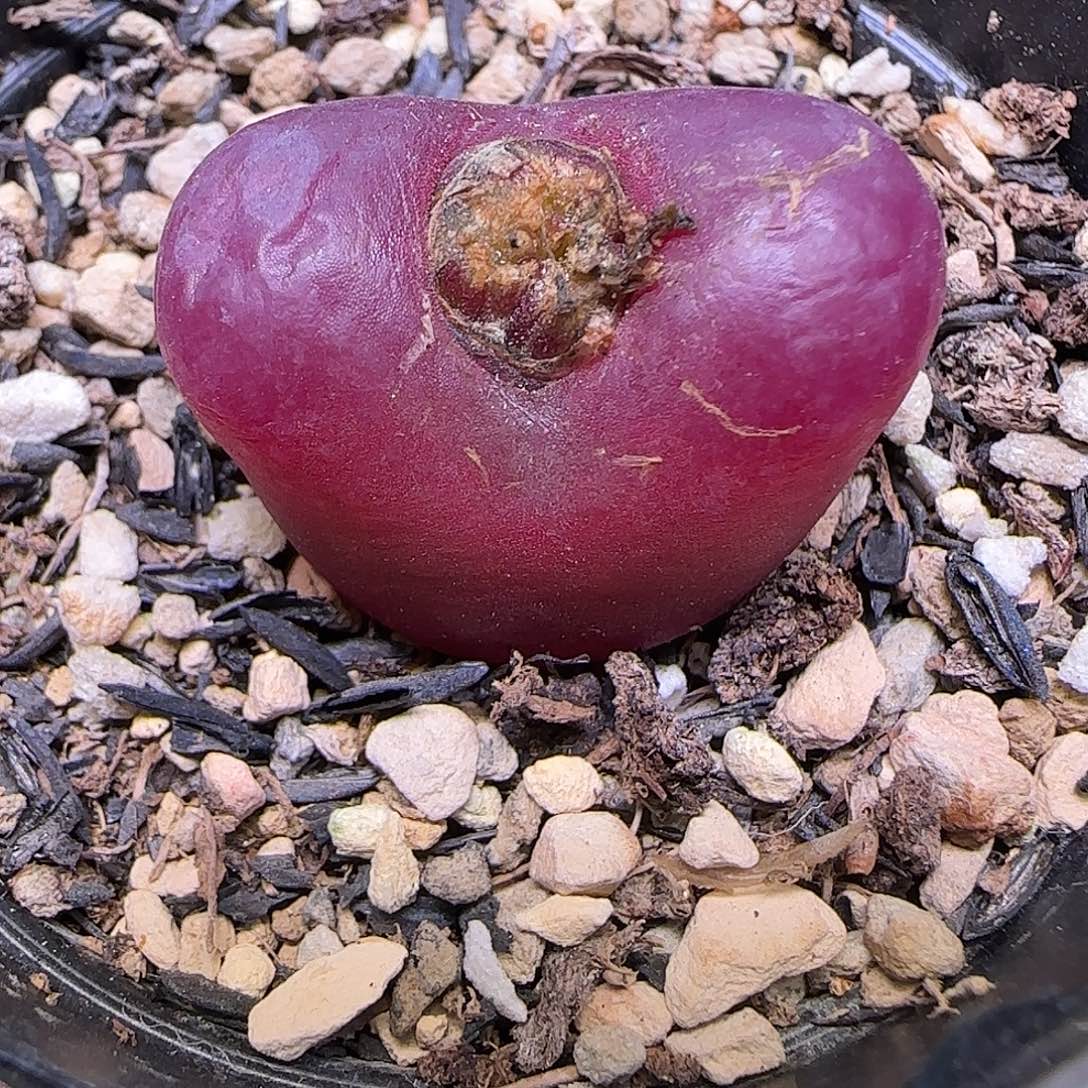 751红宝石2.5厘米带盆土