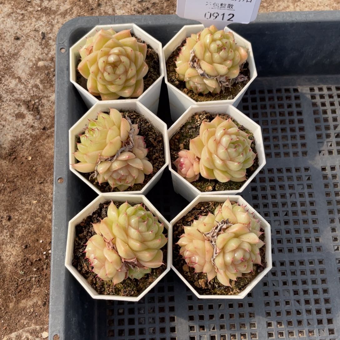 不包整散 盆子不售后0912