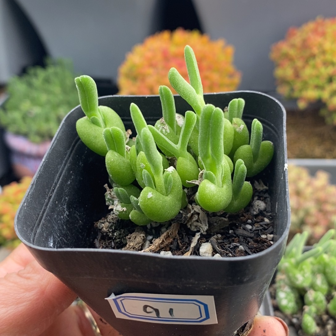 完全开放91号小兔子（6.cm）