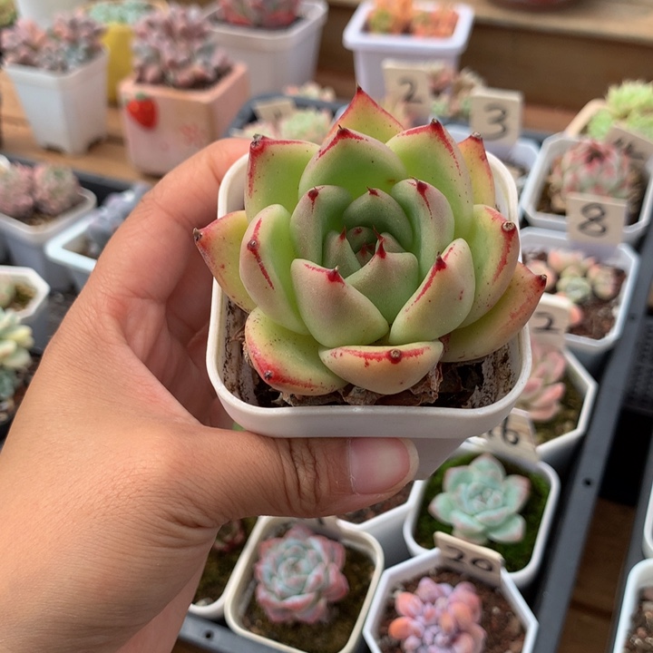 精控乌木单头多肉