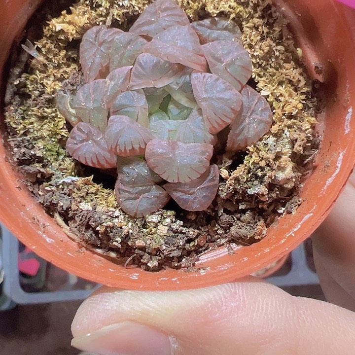 姬玉露精品多肉植物