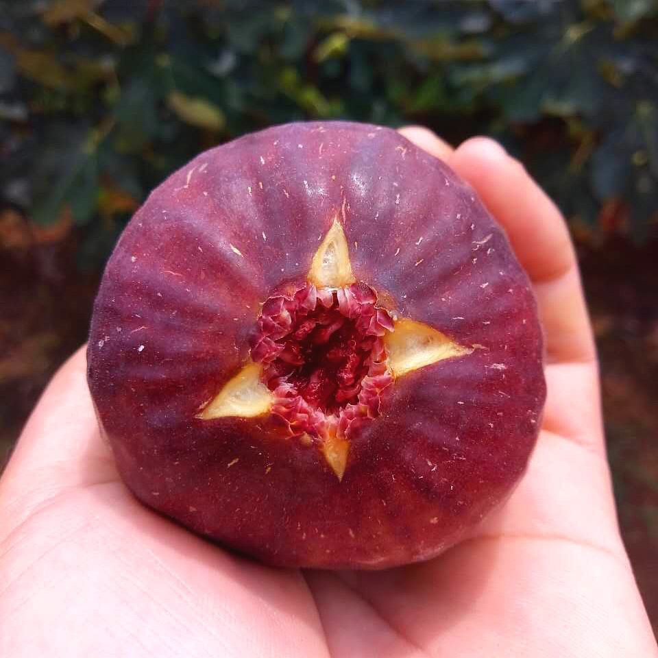 【顺丰冷链】新鲜无花果现摘波姬红红皮当季孕妇水果