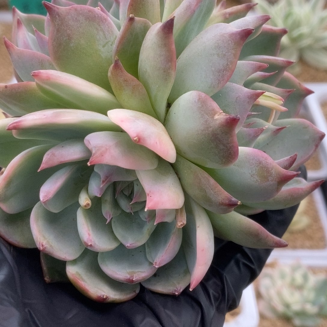 140锦锦锦锦锦锦锦