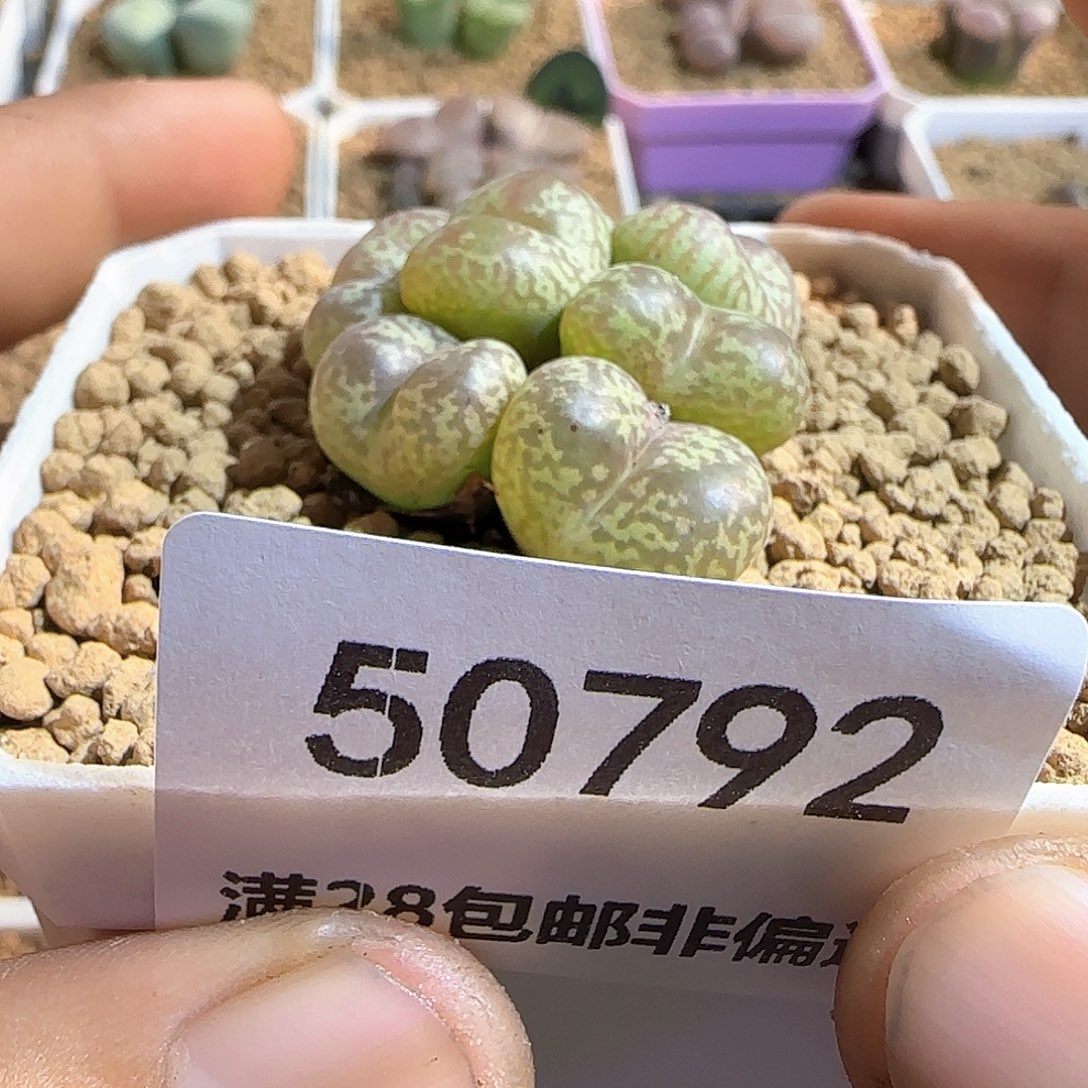 雪****哈哈哈哈哈哈哈50792