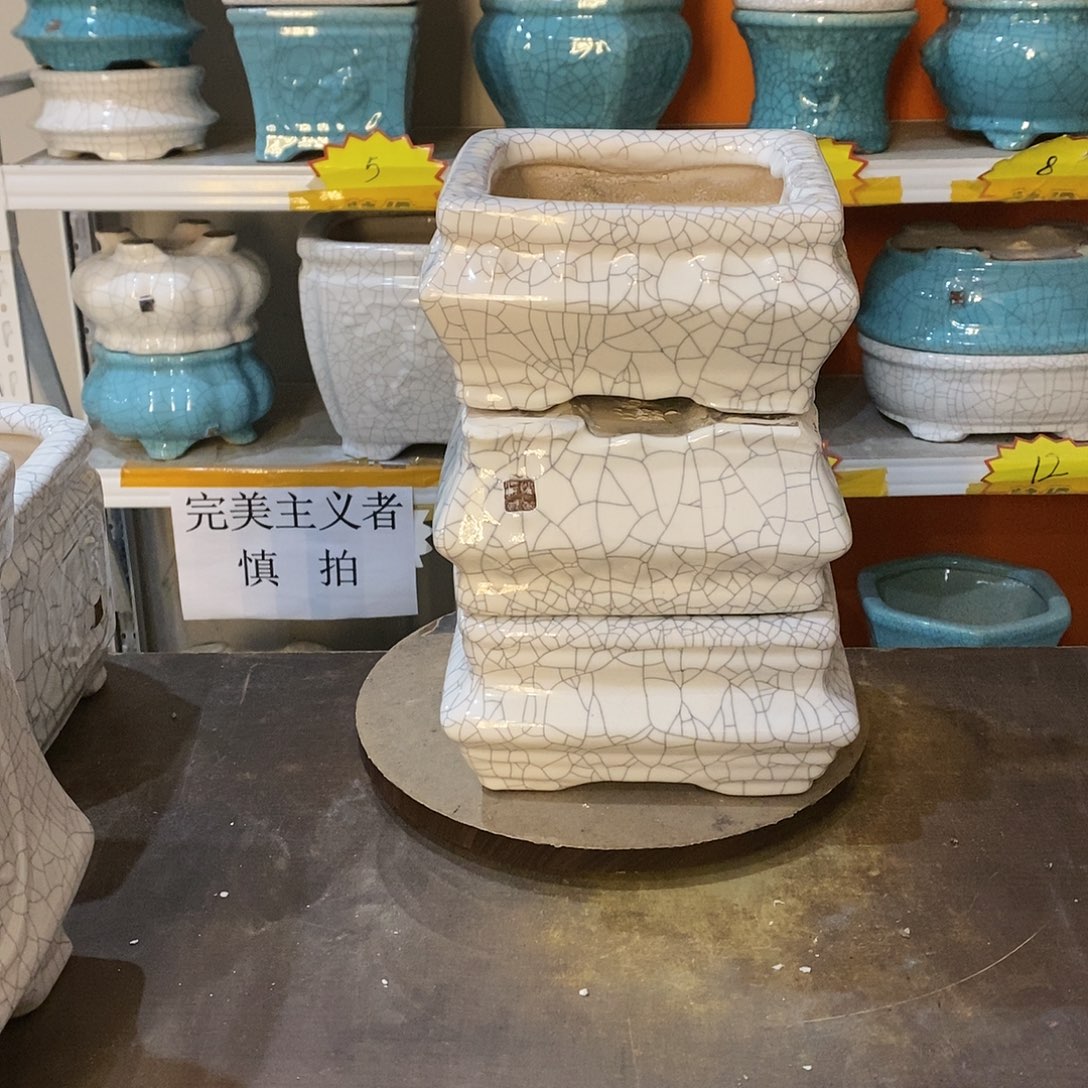 清*花盆里的小猫咪