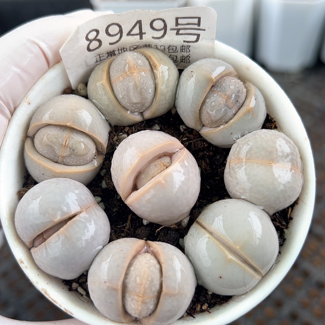 好养易活生石花大母本8949