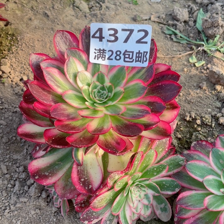 用****54372三号棚倾城多肉W