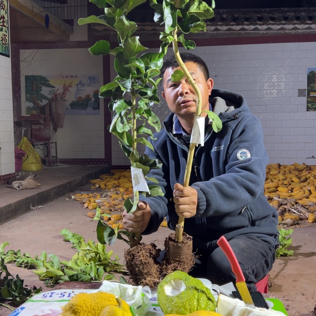 楷***哥无花朵3232两颗香橼