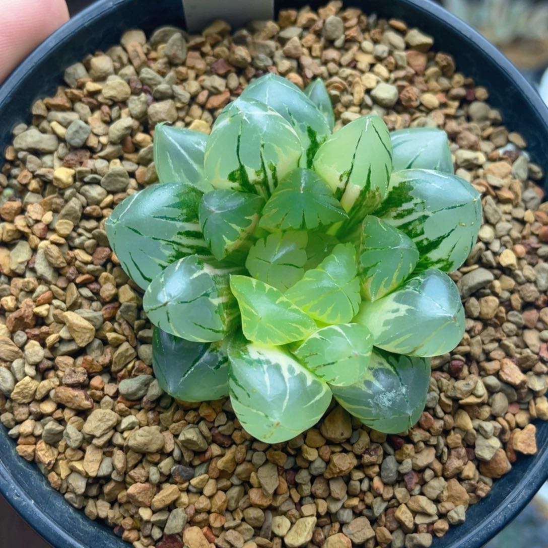 水晶玉露锦十二卷多肉