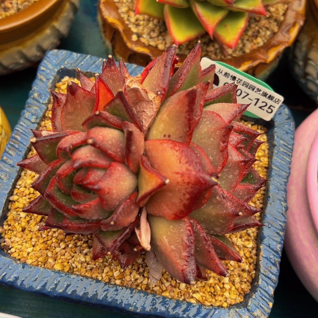 从前慢多肉精选编号0307.125