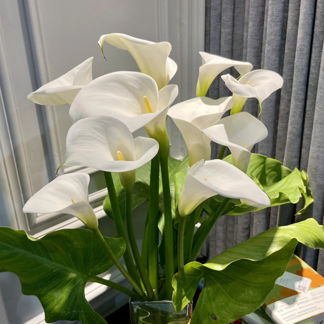 马蹄莲【白色】切花品种盆栽多年生花卉带花苞发货室内散光易养护