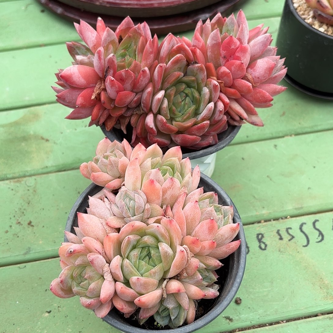 小***狸多肉植物啦啦啦啦啦