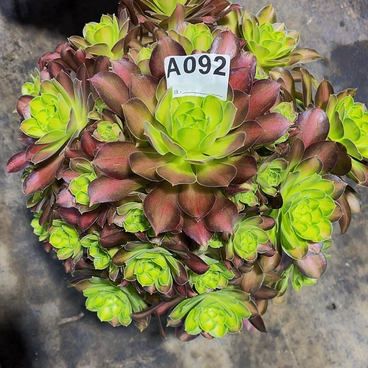 092韶华福利出了法师