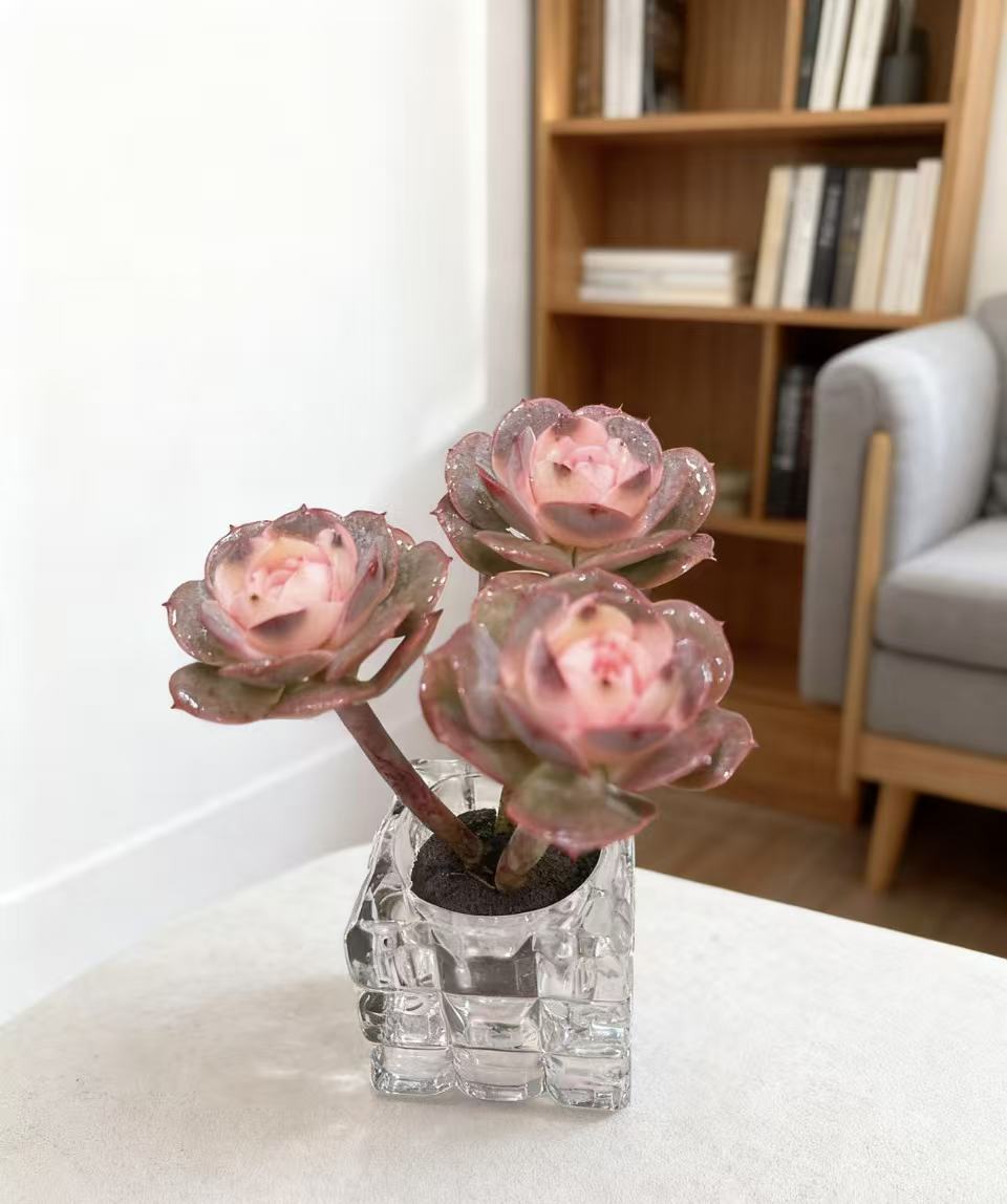 无土多肉  钻石玫瑰1颗  好看好养干净卫生