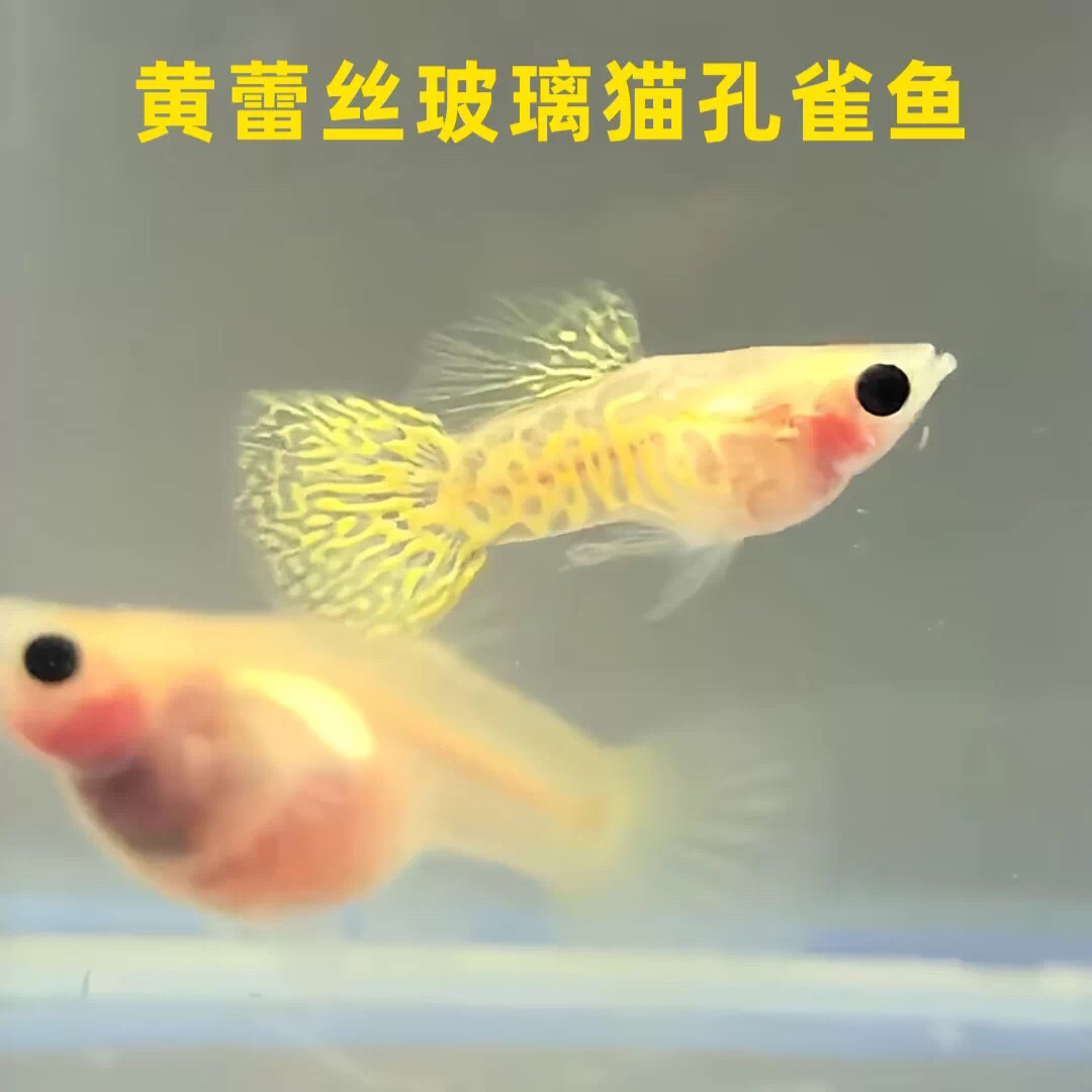 黄蕾丝玻璃猫球孔雀鱼热带淡水观赏鱼好养耐活适合新手