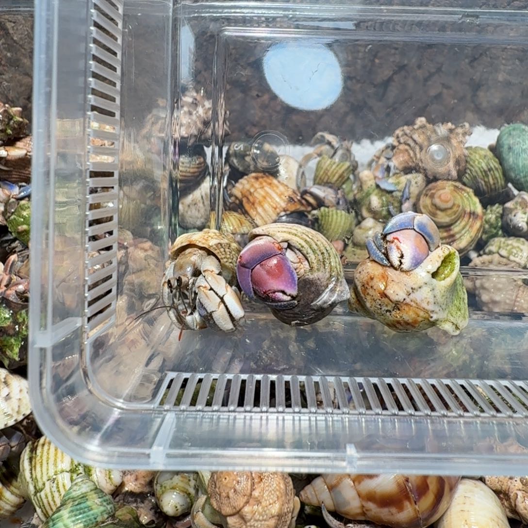 倪***野专拍三颗紫陆豆子