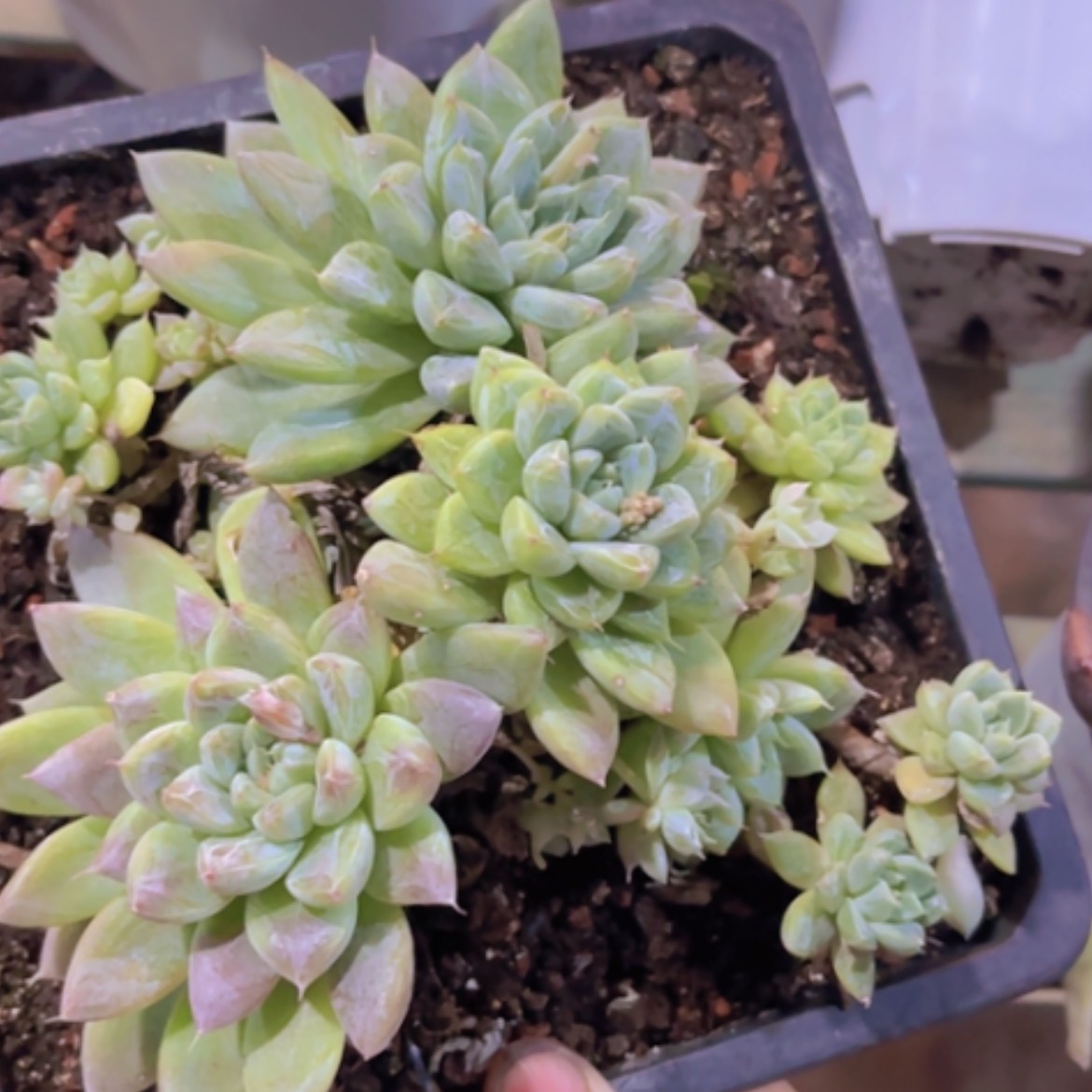 【闪购商品】百达翡翠20342