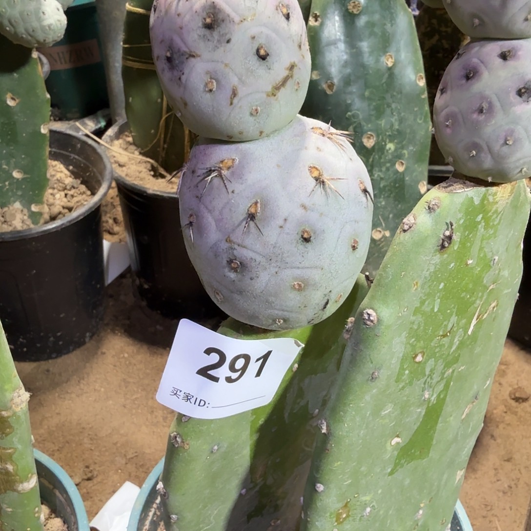 白皮圆球月球坑习志野291