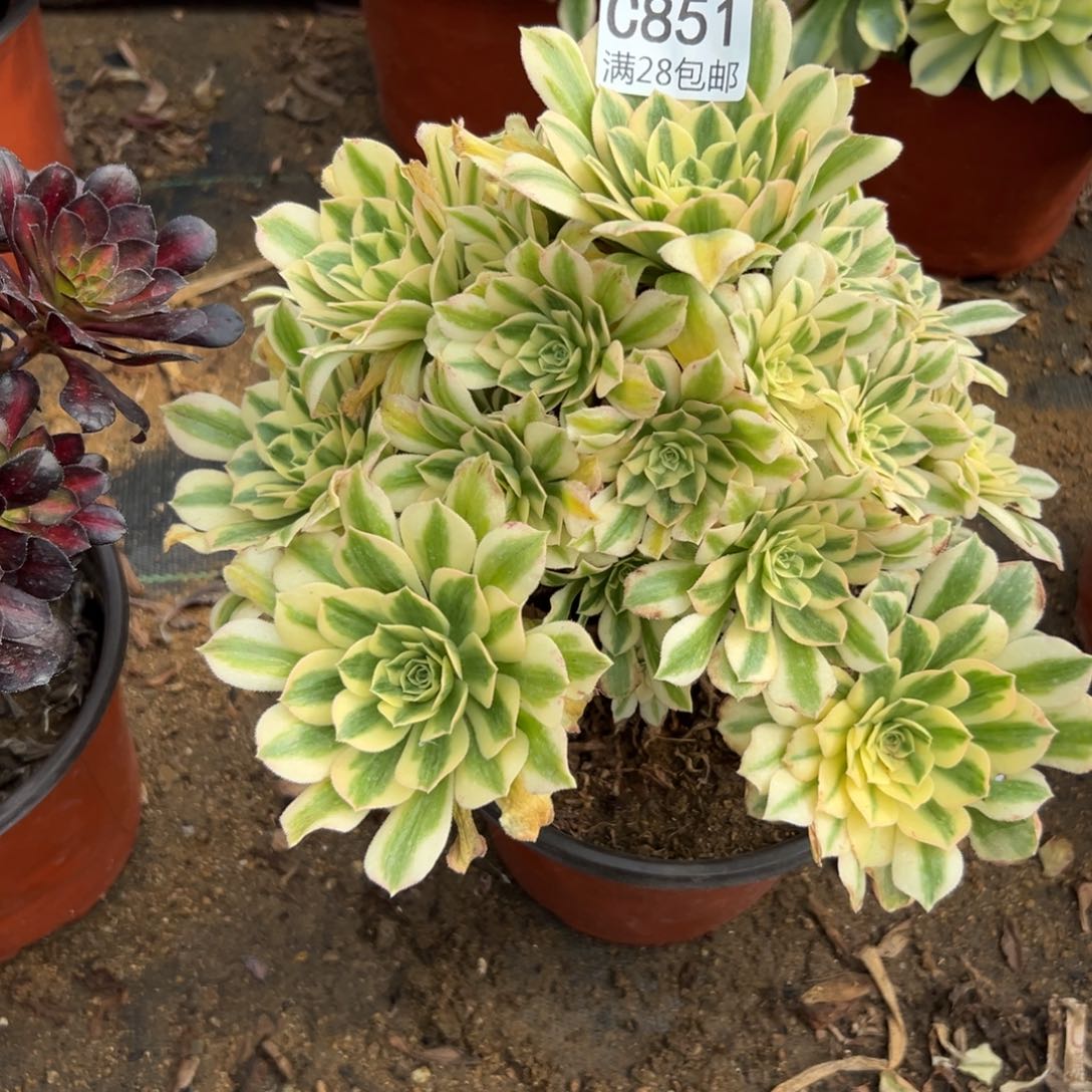 851多肉  迈巴赫     