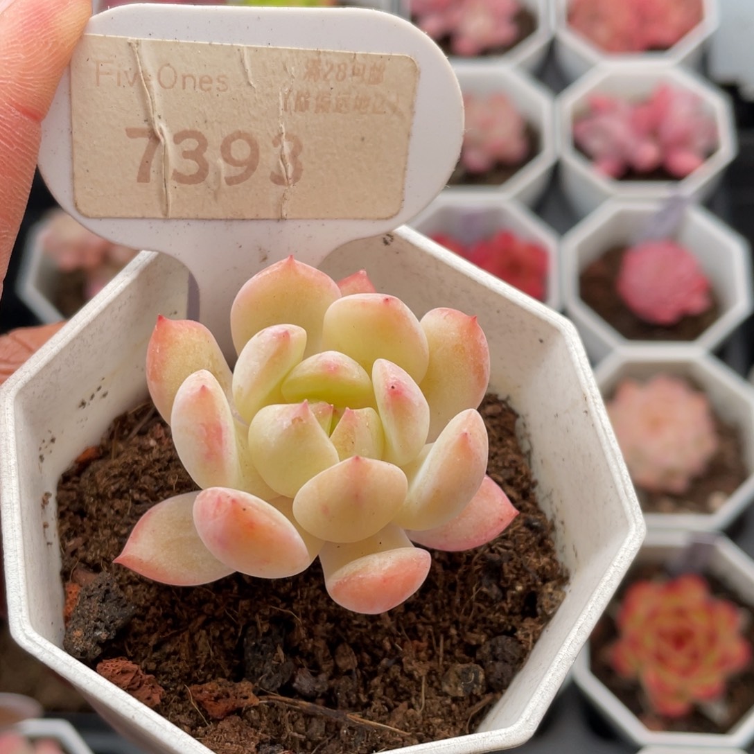 海盐薄荷7393-4.0厘米
