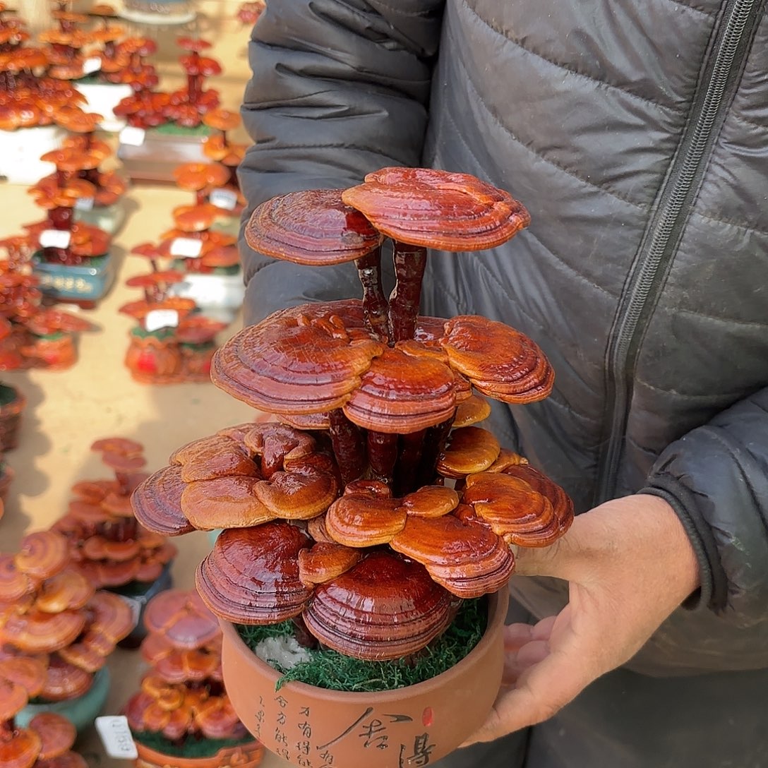 无花朵灵芝是我国著名植物