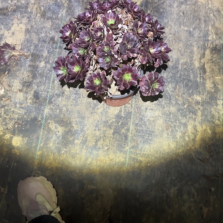 不包侧枝一物一拍51