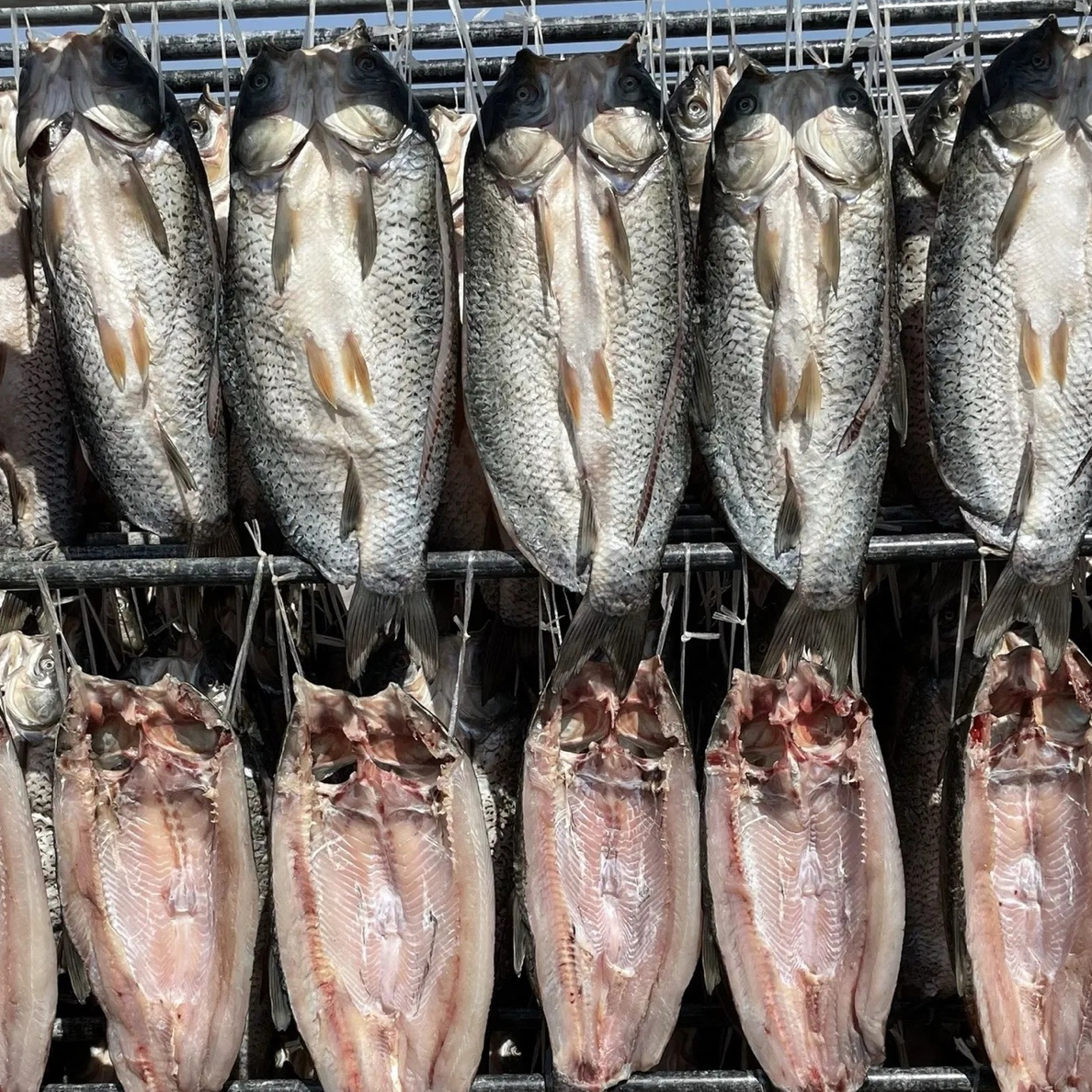 微山湖新鲜活鱼现杀风干