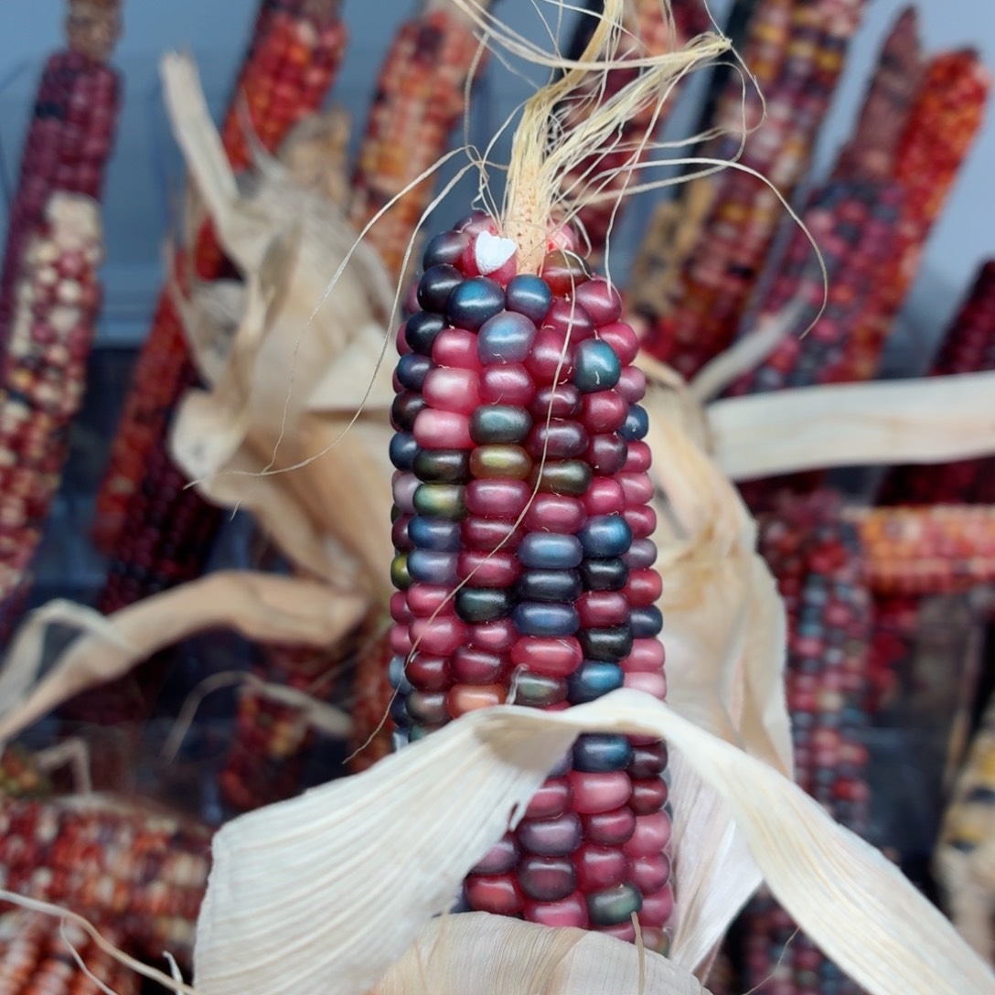 雅***娜吊坠白玉菩提文玩精品文玩精品