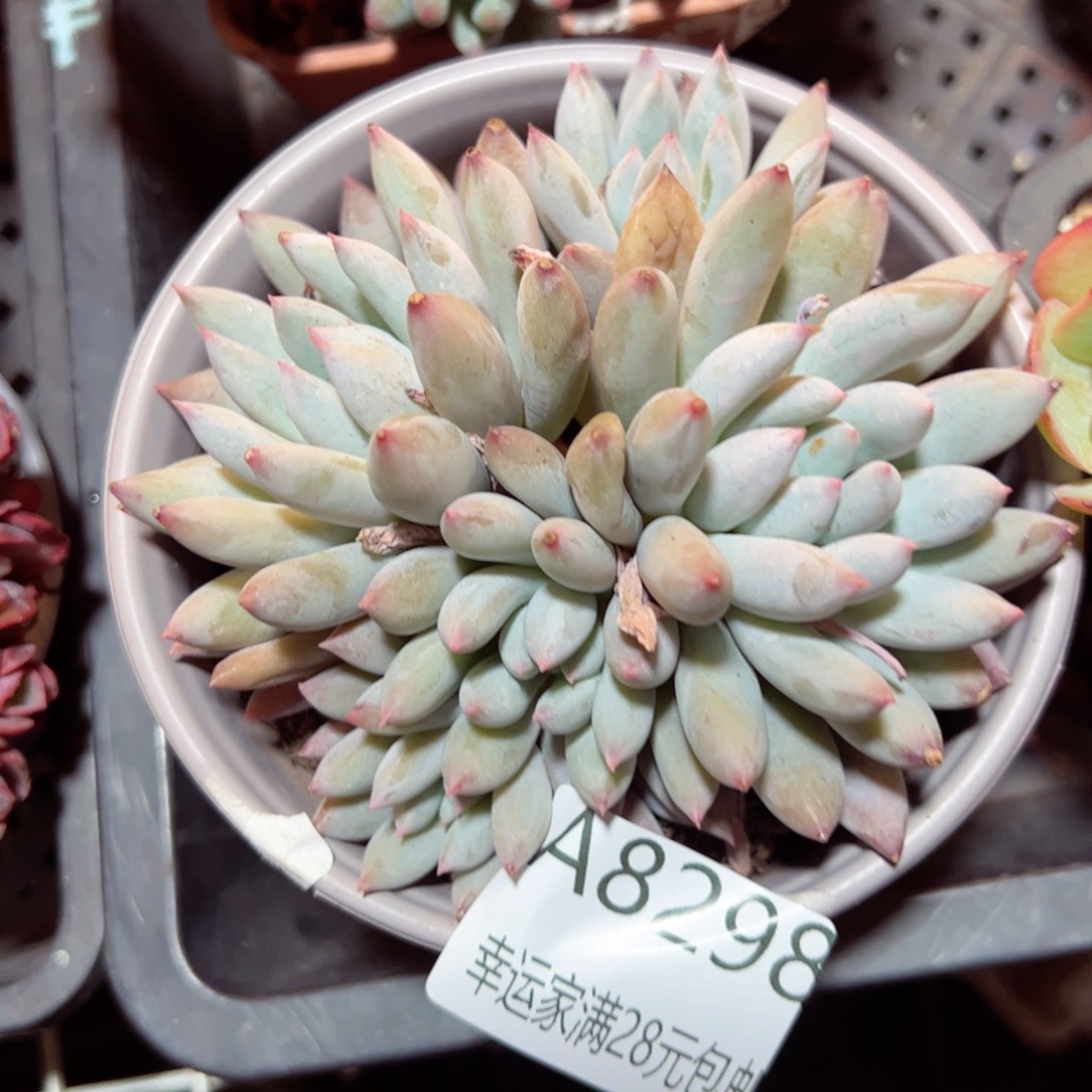 幸运的是我的朋友们