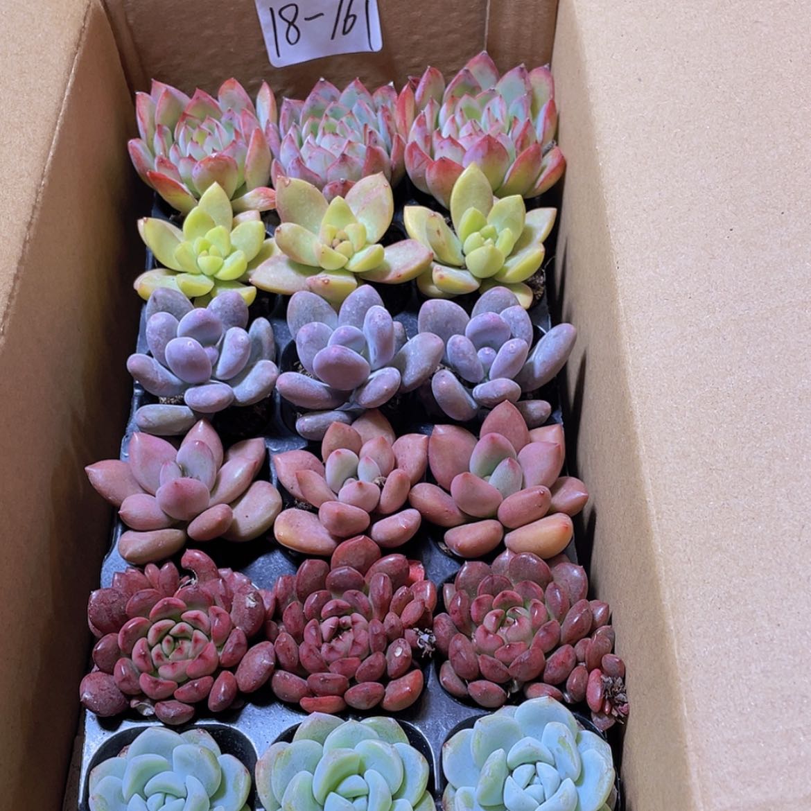 【闪购商品】18颗-161