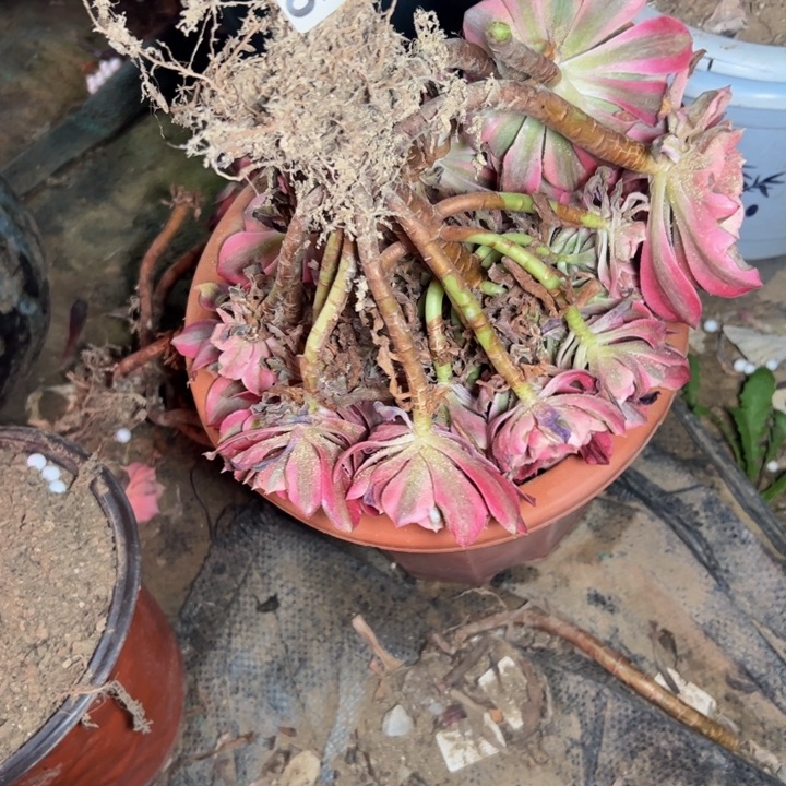 秀*粉女巫466多肉法师一物一拍