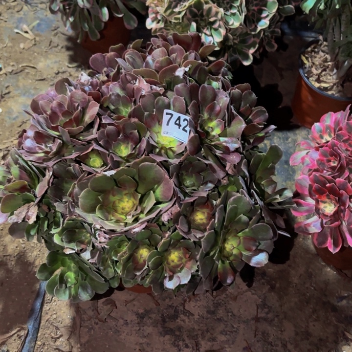 742邵修七彩多肉植物不售后
